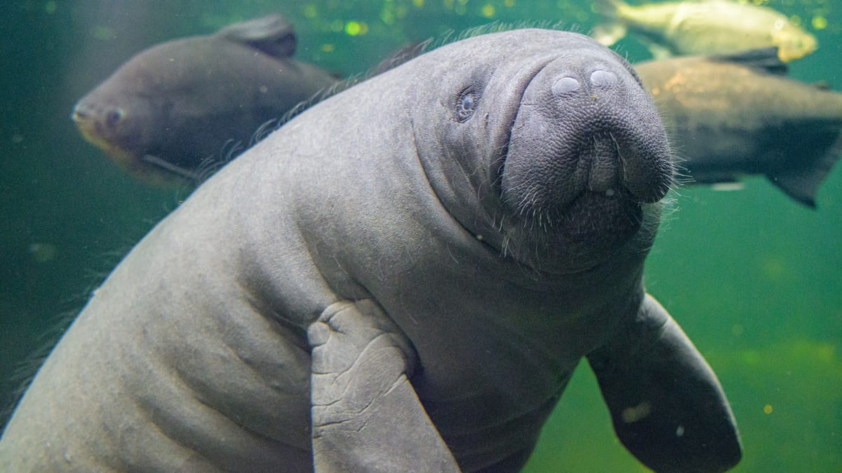 Im Zoo Duisburg erleben Besucher Tropen-Abenteuer