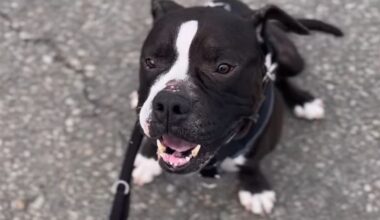 Freundlicher Bulldog-Mix Dexter sucht Zuhause