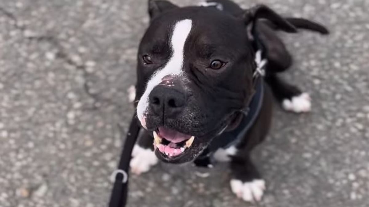 Freundlicher Bulldog-Mix Dexter sucht Zuhause