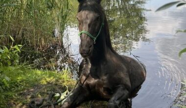 Pferd galoppiert ins Wasser – Feuerwehr muss helfen