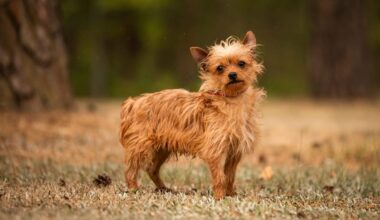 Hund Leo mit schwerem Schicksal sucht neues Zuhause