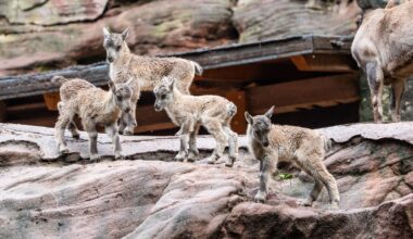 Tiergarten Nürnberg: Nachwuchs bei den Alpensteinböcken
