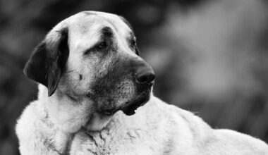 Hund Alfi lebte fast ganzes Leben im Tierheim – nun ist er tot