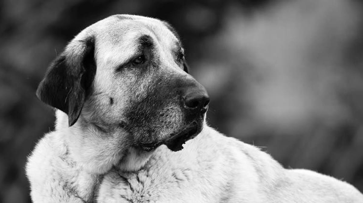 Hund Alfi lebte fast ganzes Leben im Tierheim – nun ist er tot