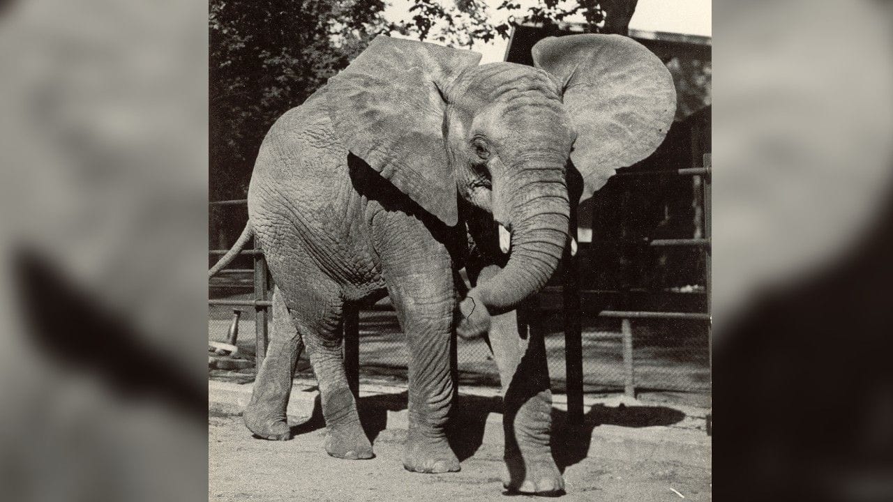 Elefant im Zoo (Archivbild): Düsseldorfer werden aufgerufen, mit historischen Fotos das Jubiläum zu bereichern.