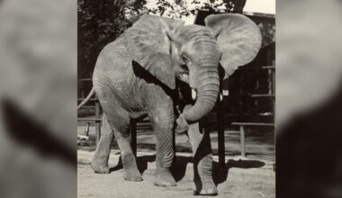 Aquazoo ruft Düsseldorfer zur Mithilfe auf: Historische Fotos gesucht
