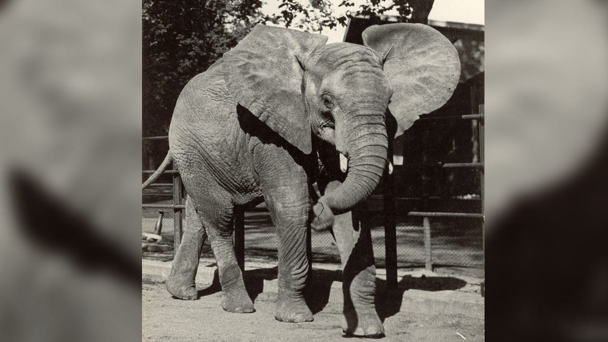 Aquazoo ruft Düsseldorfer zur Mithilfe auf: Historische Fotos gesucht