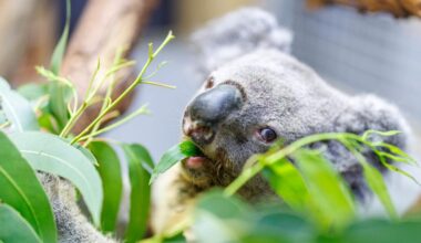 Zoo Duisburg in Trauer: Irwin ist tot: Ältester Koala Europas wurde 17 Jahre alt