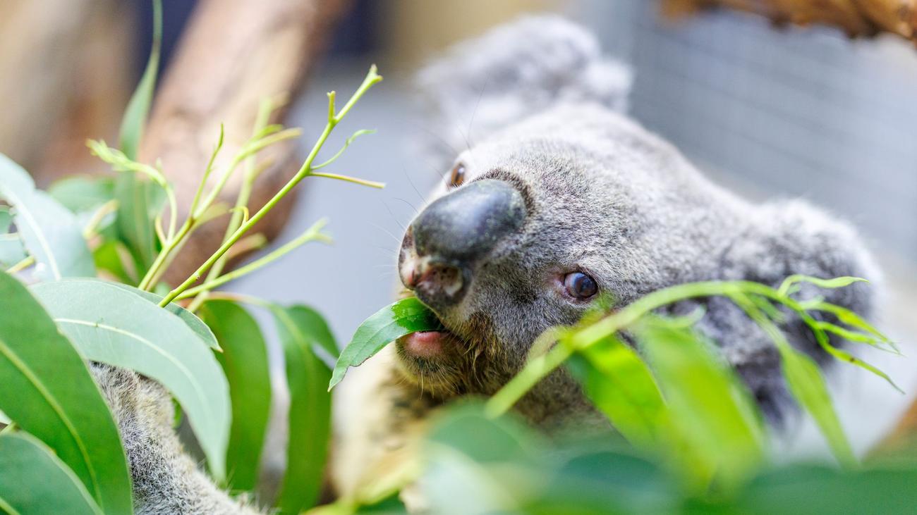 Zoo Duisburg in Trauer: Irwin ist tot: Ältester Koala Europas wurde 17 Jahre alt