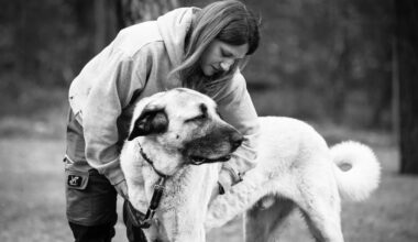Zwei Hunde eingeschläfert – Leitung sauer