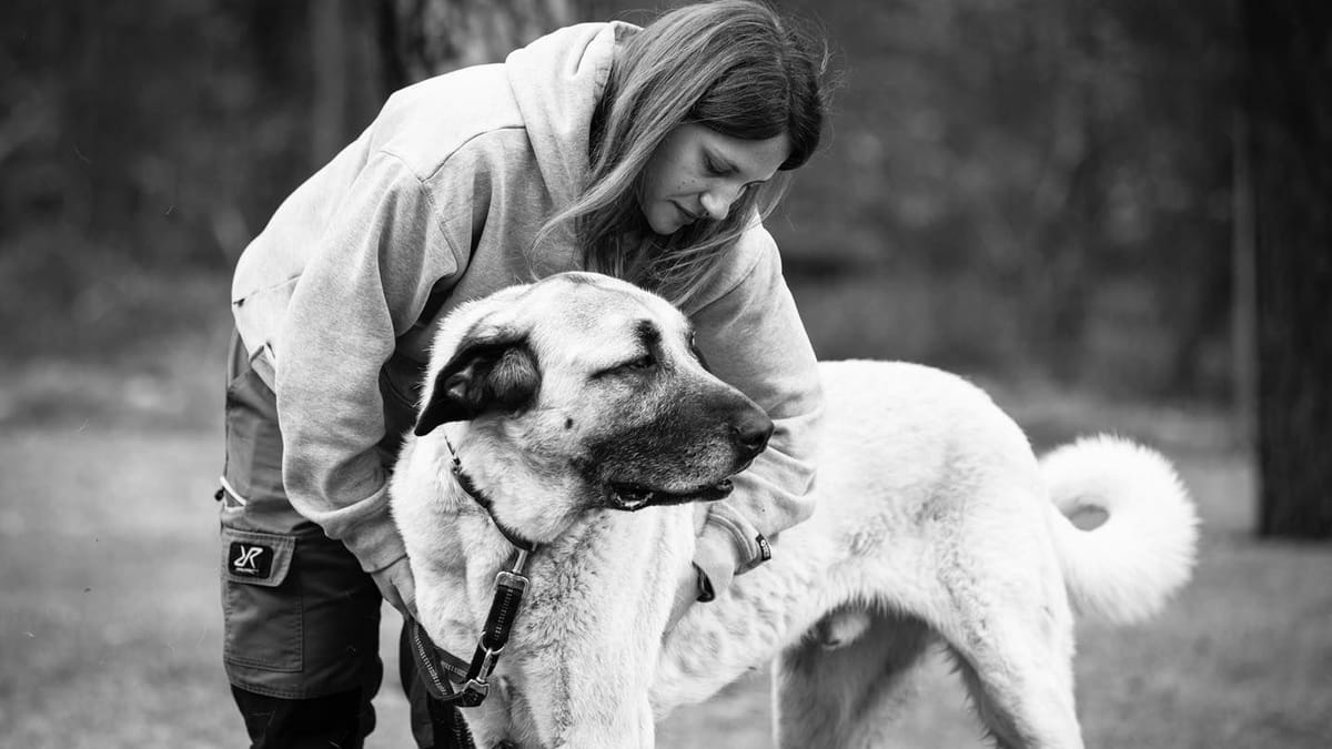 Zwei Hunde eingeschläfert – Leitung sauer