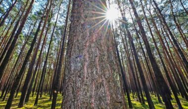 Symbolbild:Die Sonne scheint über einem Kiefernwald in der Lausitz.(Quelle:picture alliance/dpa/P.Pleul)