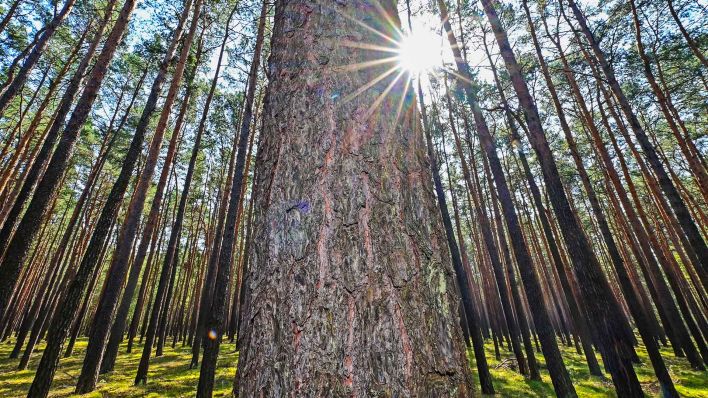 Symbolbild:Die Sonne scheint über einem Kiefernwald in der Lausitz.(Quelle:picture alliance/dpa/P.Pleul)