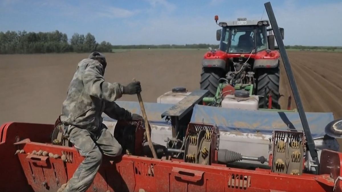 Sanktionen lassen Preise explodieren: Putin muss Russlands Kartoffel-Engpass zugeben