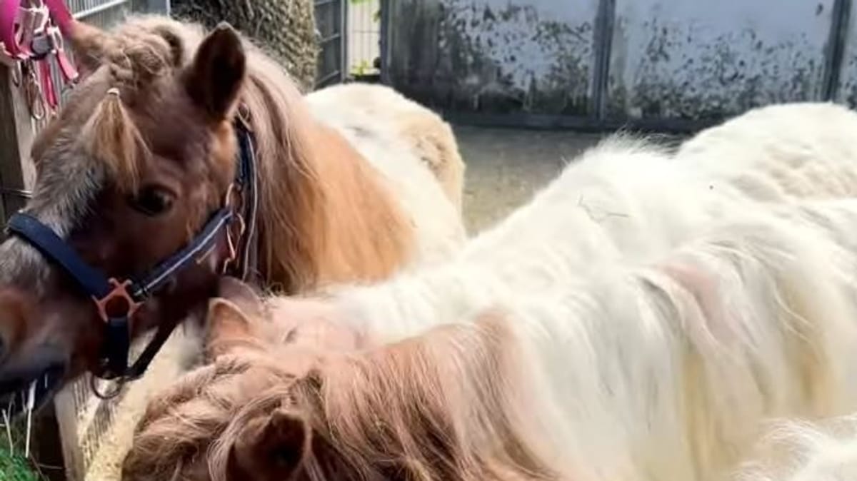"Ponyrentner mit Herz" suchen neues Zuhause