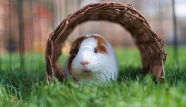 Meerschweinchen findet Happy End nach Tierschutzfall