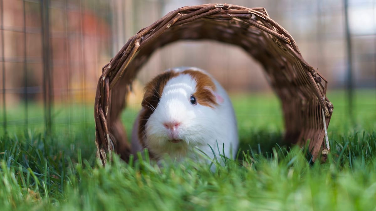 Meerschweinchen findet Happy End nach Tierschutzfall