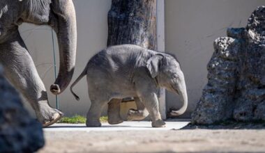 Elefant Otto wegen Virus in Lebensgefahr
