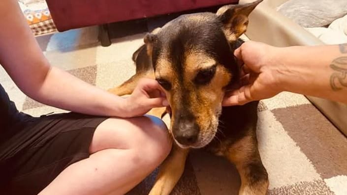 Am Dienstag muss sich Tierheimhund Hercules einer komplizierten Operation unterziehen. Um dafür besonders ausgeruht zu sein, darf er bis dahin bei seinen Pflegern zuhause leben.