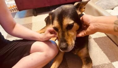 Hund Hercules hat Milztumor – Not-OP