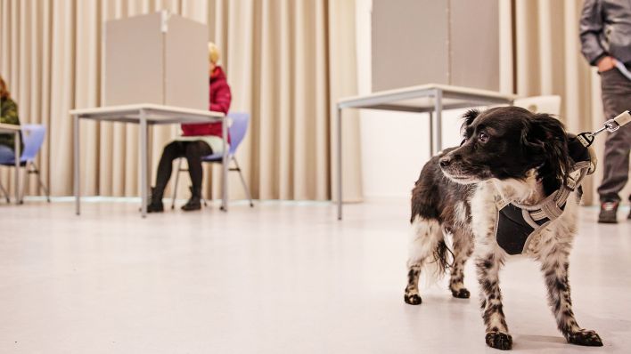 23.02.2025, Berlin: Ein Hund steht in einem Wahllokal in einer Pankower Schule.(Quelle:dpa/J.Carstensen)