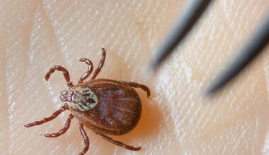 Krankheiten: Zeckensaison: Mehr Borreliose-Fälle in Berlin als früher