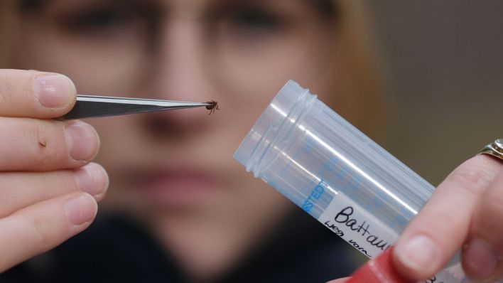 Eine Doktorandin der veterinärmedizinischen Fakultät der Universität Leipzig hält eine Wiesenzecke. (Quelle: dpa/Sebastian Willnow)