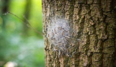 Nest von Eichenprozessionsspinnern an einer Eiche (Quelle: dpa/Robert Poorten)