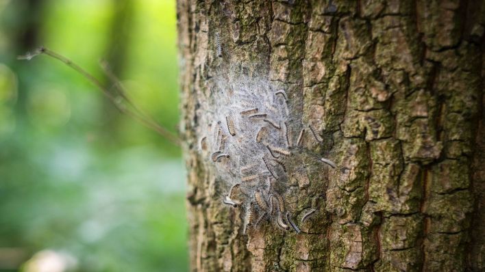 Nest von Eichenprozessionsspinnern an einer Eiche (Quelle: dpa/Robert Poorten)