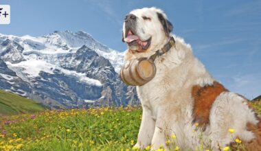 Maxi Obexers Essays „Odysseus' Hund“ über Tiere und Menschen