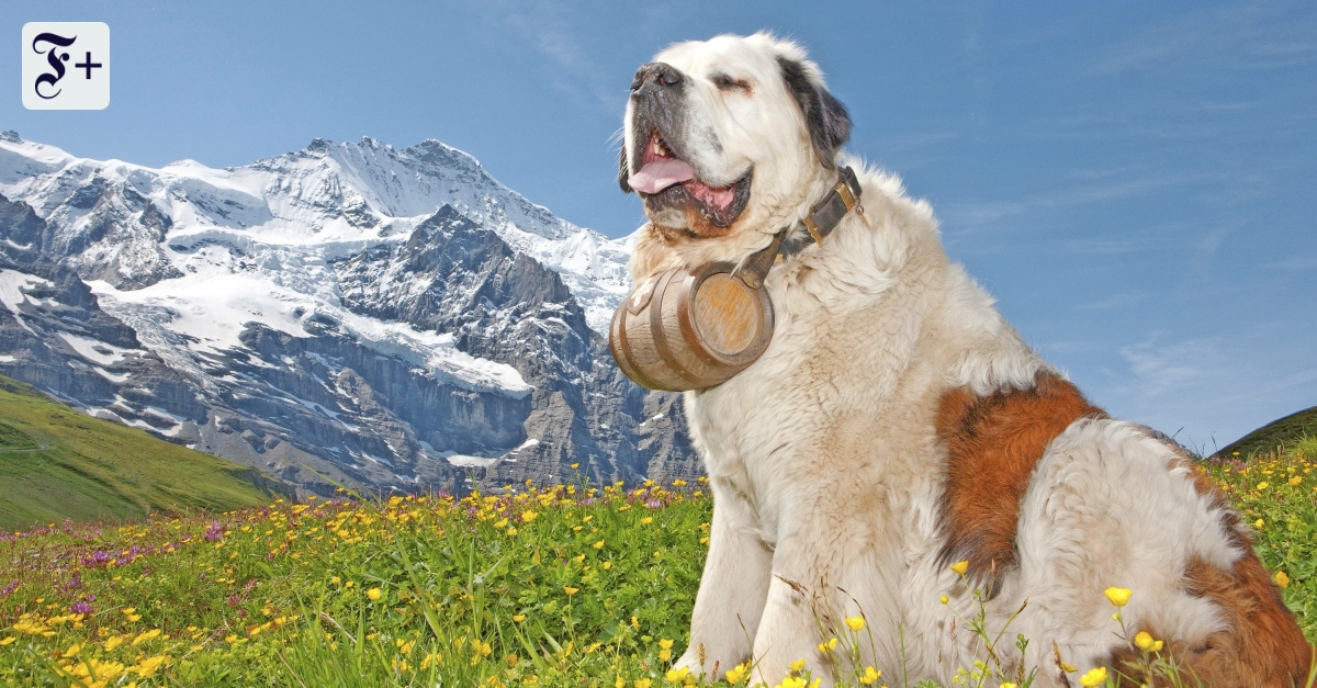 Maxi Obexers Essays „Odysseus' Hund“ über Tiere und Menschen