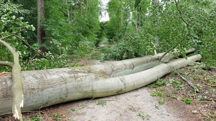 Massive Sturmschäden: Tegeler Forst bis auf weiteres gesperrt. (Quelle: Berliner Forsten)