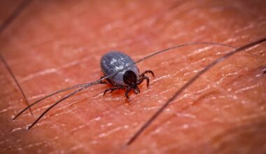 Heimische Zecke sucht sich auf der menschlichen Haut eine Stelle zum Blut saugen. Gemeiner Holzbock (Ixodes ricinus). (Quelle: dpa/Bernd Feil)