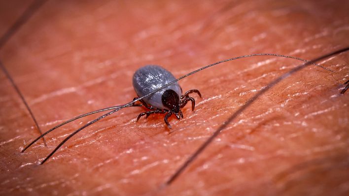 Heimische Zecke sucht sich auf der menschlichen Haut eine Stelle zum Blut saugen. Gemeiner Holzbock (Ixodes ricinus). (Quelle: dpa/Bernd Feil)