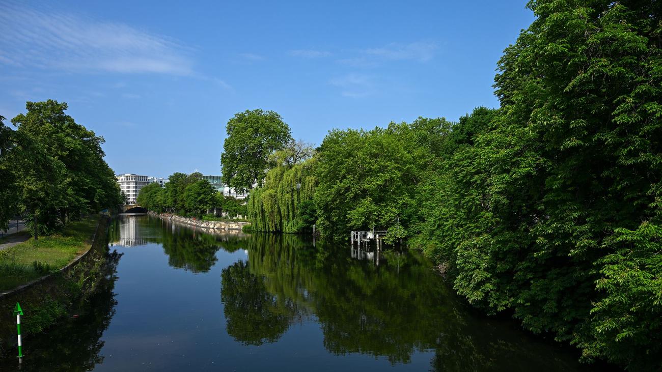 Klimaschutz: Grüne wollen eine Million Bäume für Berlin