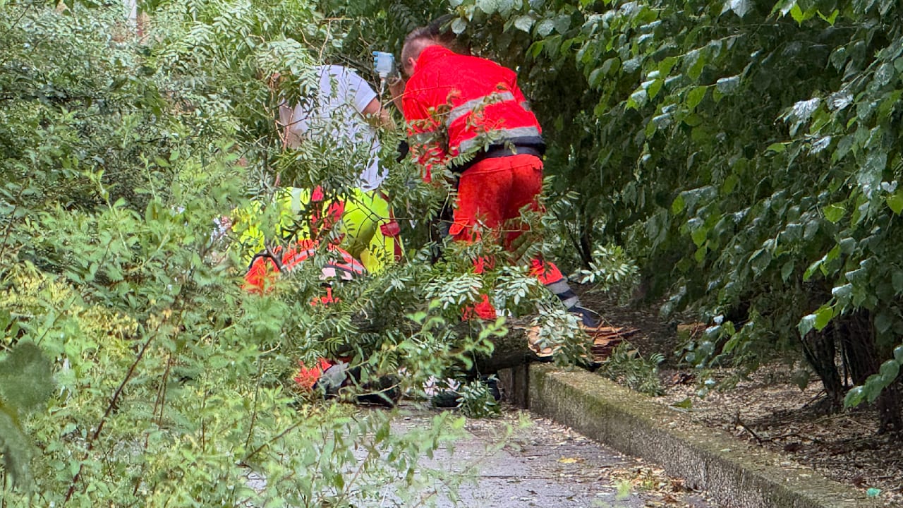 Unwetter in Berlin: Frau von Baum erschlagen, drei Menschen in Lebensgefahr | Regional