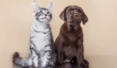 Kampf gegen Welpen-Mafia: EU plant Chip-Pflicht für Hunde und Katzen | Politik