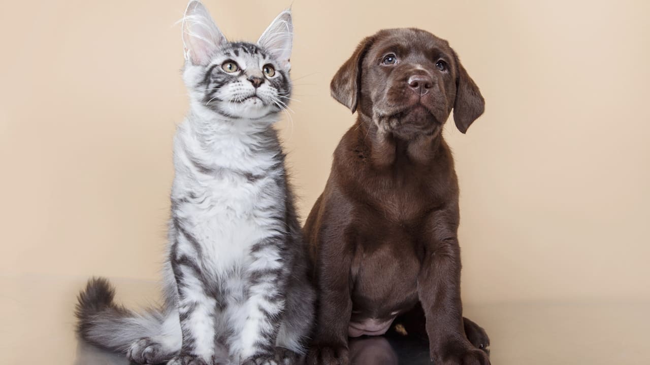 Kampf gegen Welpen-Mafia: EU plant Chip-Pflicht für Hunde und Katzen | Politik
