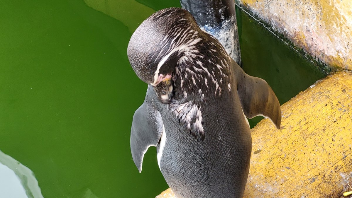 Linux-Kernel 6.15: Näherer Blick auf Neuerungen