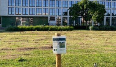 Grüne Mitte in Essen bekommt Wildblumenwiese - Betreten verboten