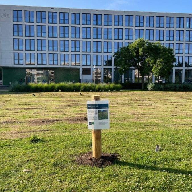 Grüne Mitte in Essen bekommt Wildblumenwiese - Betreten verboten