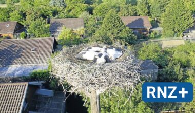 Rhein-Neckar: Die Region übt auf Störche eine große Anziehungskraft aus - Mannheim und Metropolregion Rhein-Neckar - Nachrichten und Aktuelles