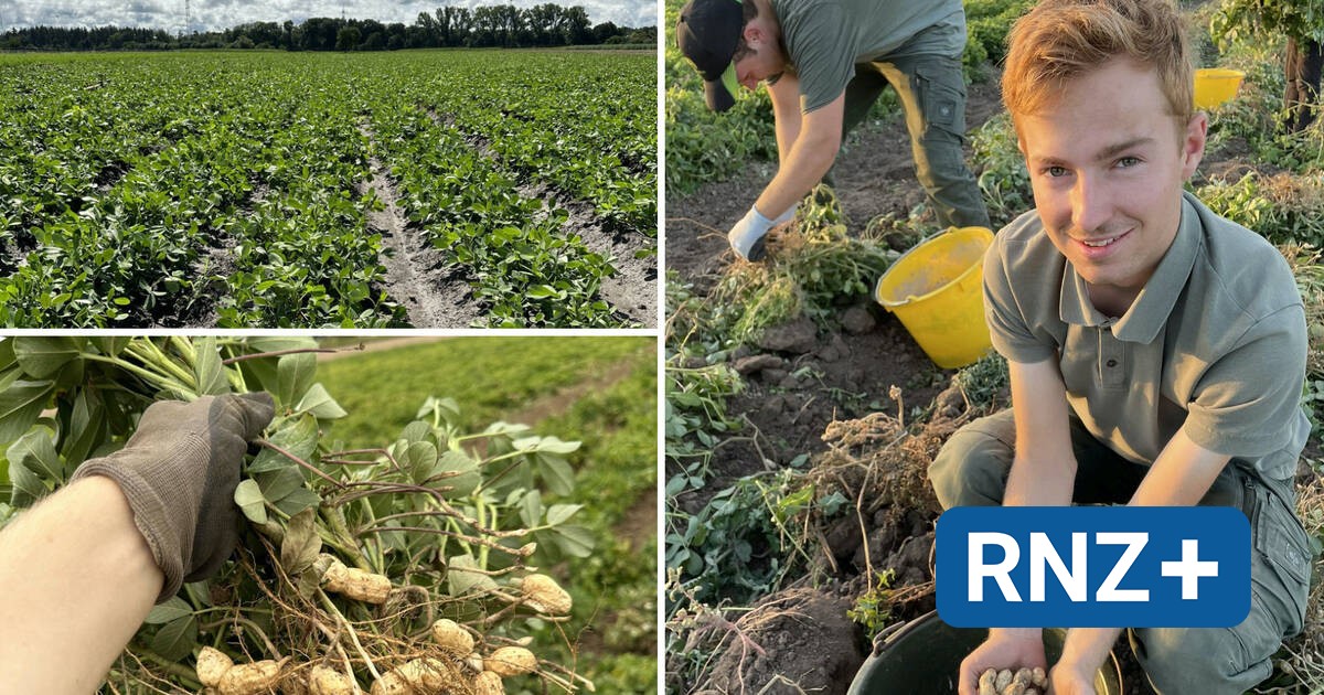 Landwirtschaft der Zukunft?: In Reilingen und Mannheim werden Erdnüsse angebaut - Mannheim und Metropolregion Rhein-Neckar - Nachrichten und Aktuelles