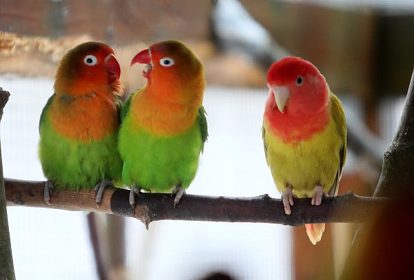 Die "Unzertrennlichen" im Tierpark Waldfrieden unterhalten mit ihrem Gesang die anderen Tiere. - © Frank-Michael Kiel-Steinkamp