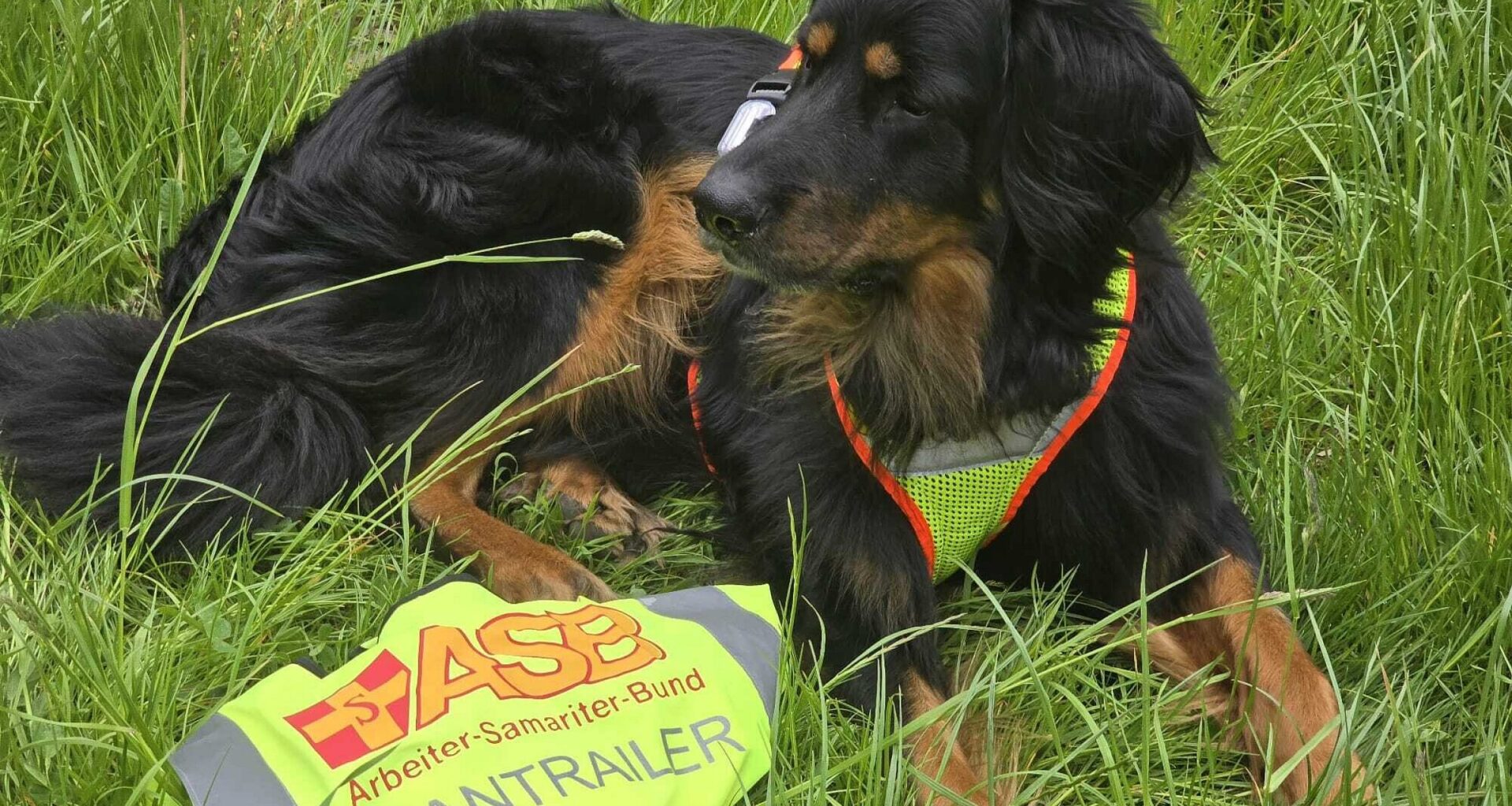 Einige Hundehalter brauchen in Werther bald keine Steuern mehr zu bezahlen | Haller Kreisblatt