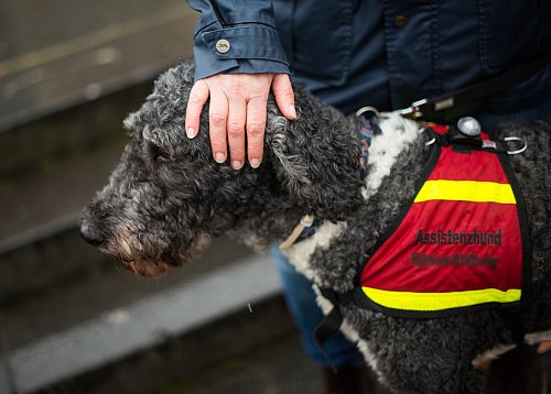 Assistenzhunde helfen nicht nur Menschen mit Sehbehinderungen, sondern auch beim Bewältigen psychischer Probleme. - © picture alliance / dpa