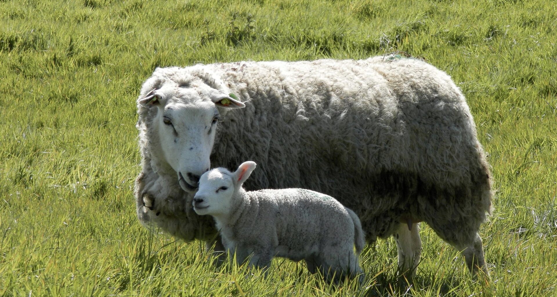 Herdenloses Schaf streunt mit Lamm am Steinhagener Teuto-Hang | Haller Kreisblatt