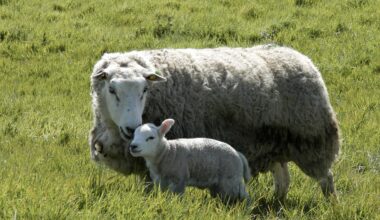 Herdenloses Schaf streunt mit Lamm am Steinhagener Teuto-Hang | Haller Kreisblatt