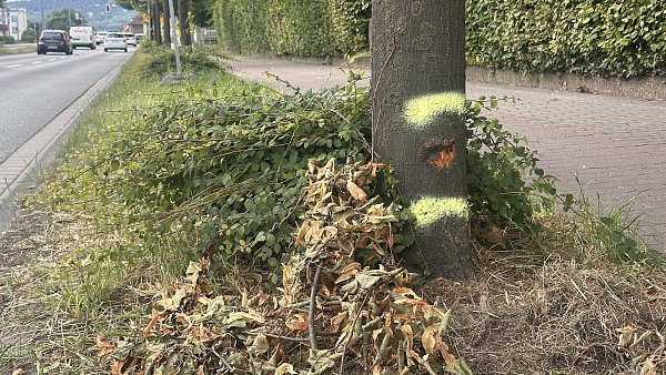 Auch an einem Baum an der Unfallstelle in Minden sind Spuren des Unfalls zu sehen. - © Patrick Schwemling