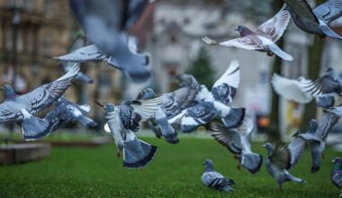 Neues Fütterungsverbot für Wildtauben in Bielefeld – das ändert sich ab 25. Juni